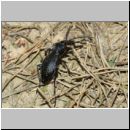 Carabus  purpurascens - Laufkaefer 01a 30mm.jpg